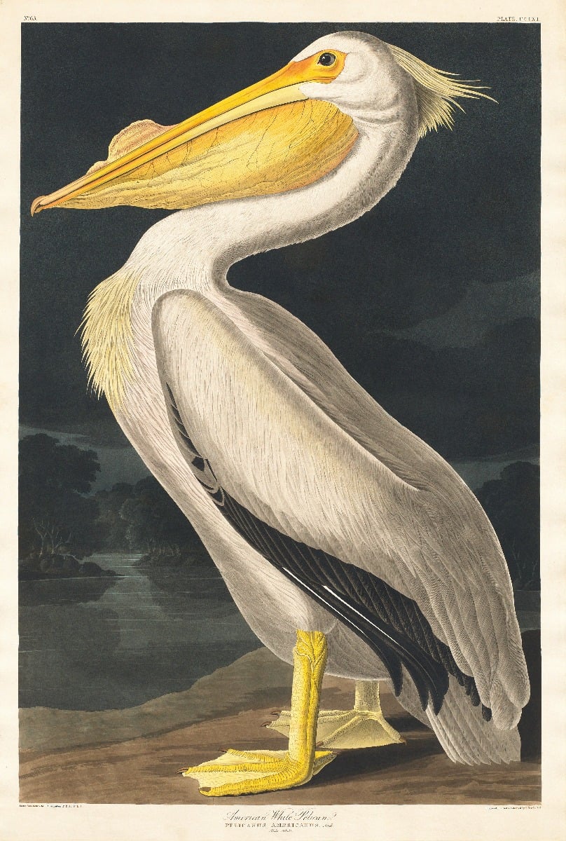 White Pelican Wallpaper Mural