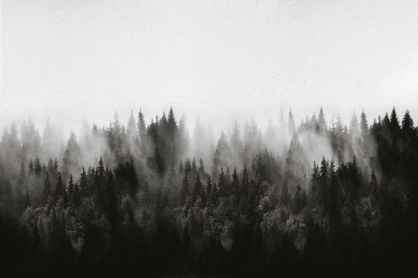 Foggy Pine Forest Wallpaper Mural