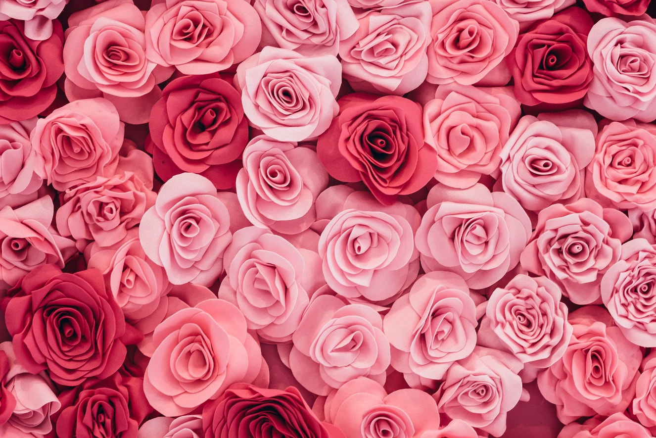 Pink Roses Wallpaper Mural - Giffywalls