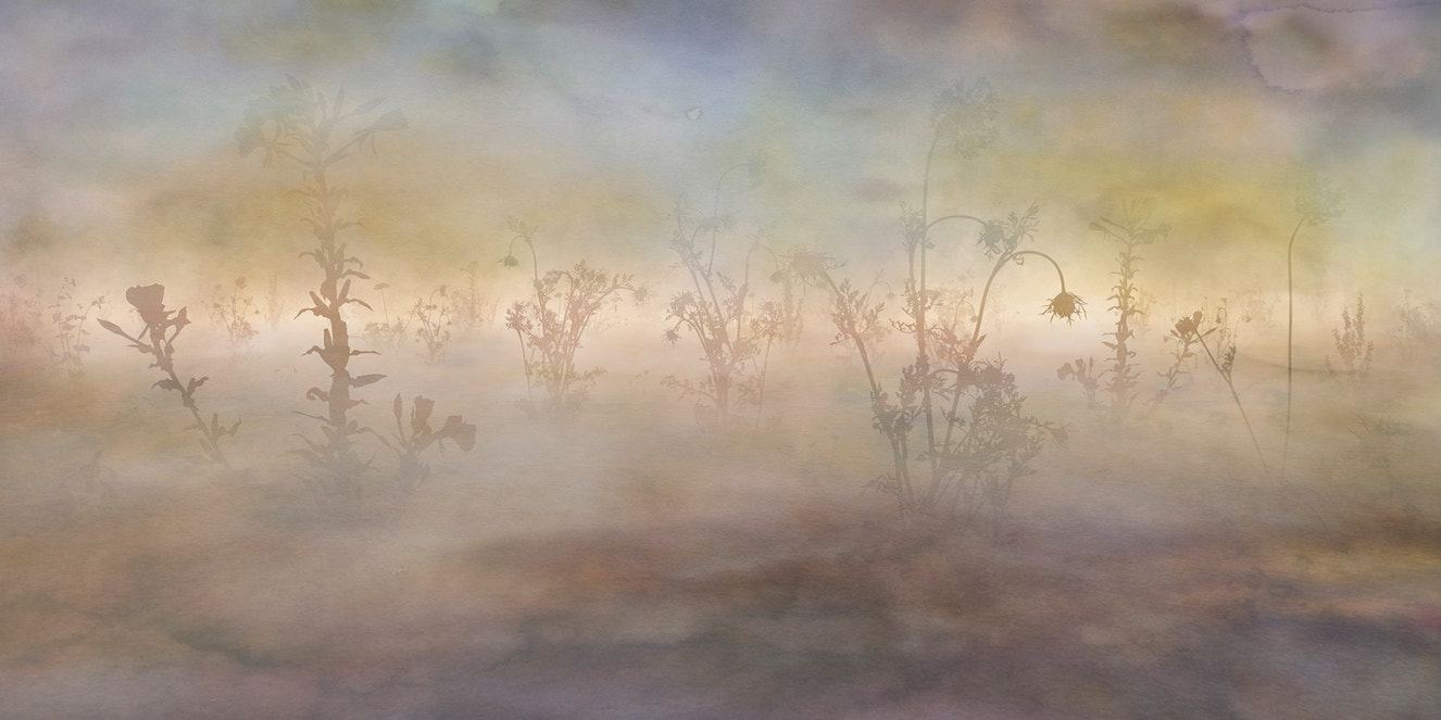 Wild Pastel Flowers Misty Nature Wallpaper Murals - Giffywalls