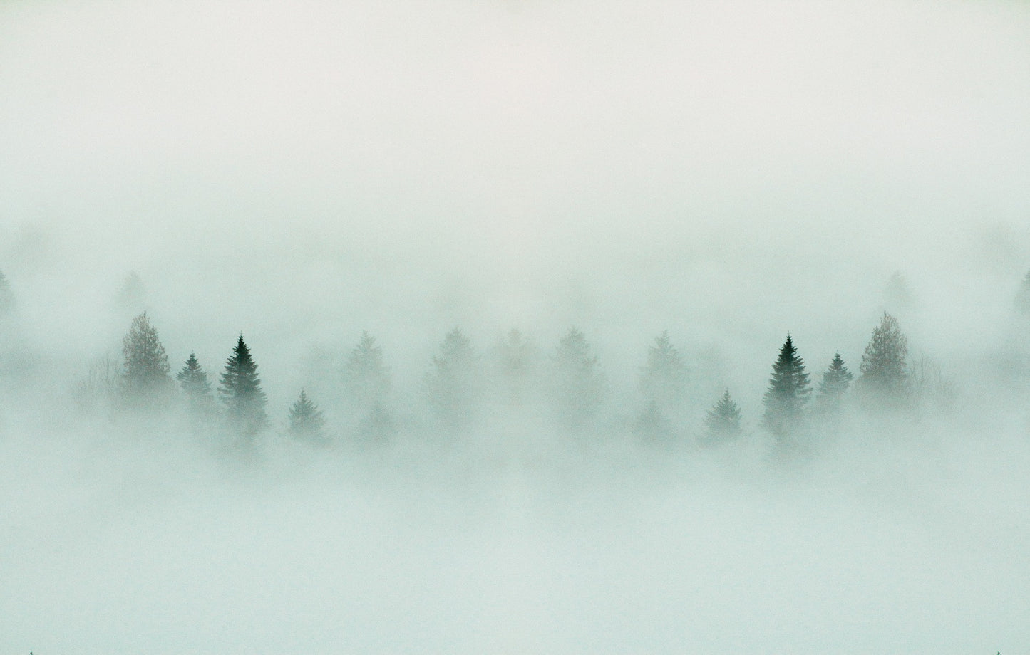 Foggy  Forest Peel And Stick Wallpaper  Mural  | Giffywalls